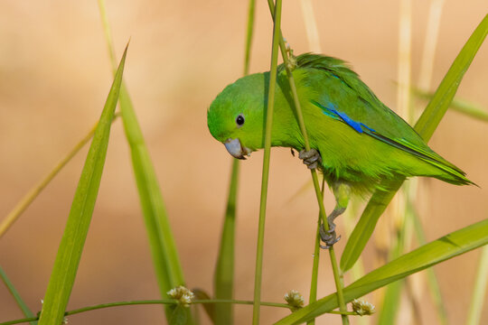 Green parrot