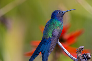 tailed hummingbird