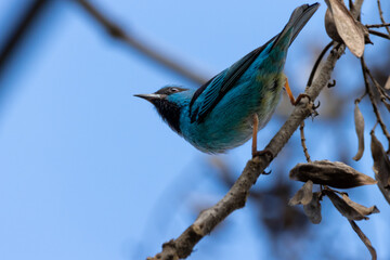 bird on a branch
