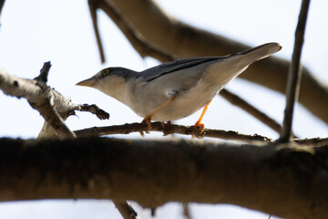 bird on a branch