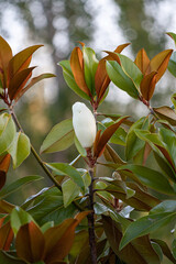 White magnolia bud in the garden. Magnolia grandiflora