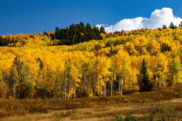 Field of golden aspen trees in autumn.