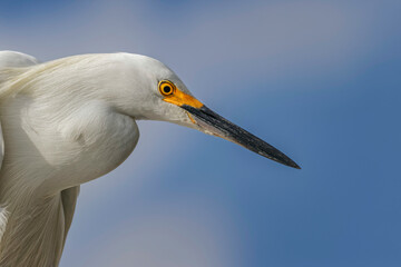 Snowy Egret, Florida