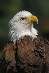 Foto op Plexiglas Bald eagle, Florida © Danita Delimont