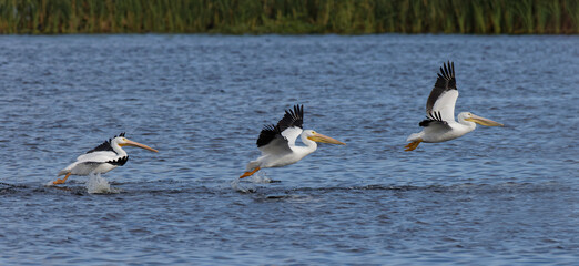 Fototapeta na wymiar American white pelicans flying. Stick Marsh, Florida