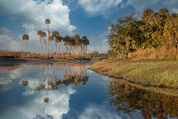 Sable palms reflected on the Econlockhatchee River, a blackwater tributary of the St. Johns River,...
