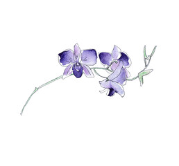 Australia flower sketch. flannel.Isolated on a white background. - 534357878
