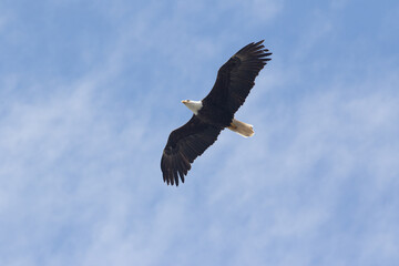 Bald Eagle in Alaska