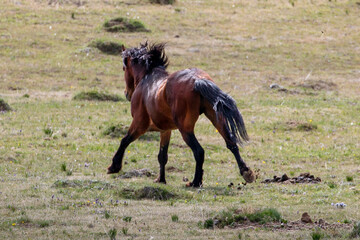 Blood bay wild horse stallion running wild in the western United States