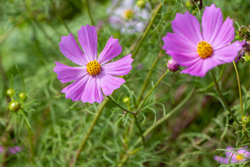 Obraz premium 可愛い秋の花コスモス