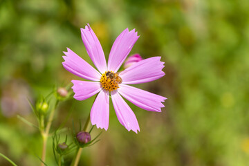 Obraz premium 可愛い秋の花コスモス