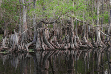 Early spring view of cypress trees reflecting on blackwater area of St. Johns River, central...