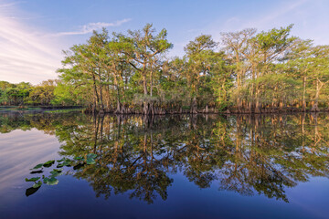 Early spring view of cypress trees reflecting on blackwater area of St. Johns River, central Florida.