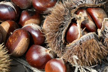 収穫された毬栗と栗
