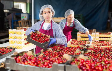 Warehouse female worker sorts boxes with ripe cherries at warehouse