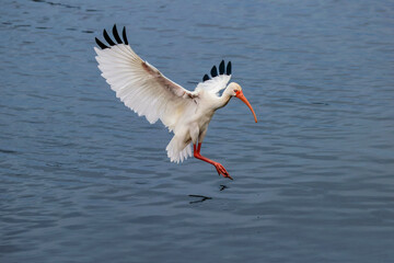 American white ibis landing. Merritt Island National Wildlife Refuge, Florida