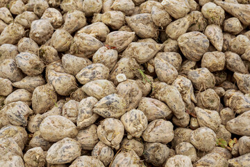 Sugar beet harvest. A pile of sugar beets in the field. Agriculture.