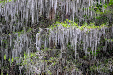 Obraz na płótnie Canvas Usa, Florida. Grey heron hidden among cypress trees around Lochloosa Lake