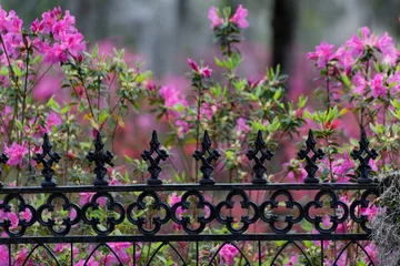 Fototapeten Iron fence and azaleas in full bloom, Bonaventure Cemetery, Savannah, Georgia © Danita Delimont