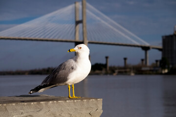 USA, Georgia, Savannah. Seagull along the Savannah River with Talmadge Memorial Bridge in background.