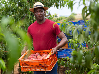 African-american standing in garden. He's holding crate of ripe peaches.