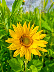 Honey bee pollinating sunflower plant, in summer. Selective focus