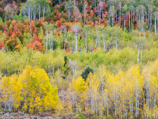 USA, Idaho. Fall colors and aspens along Montpelier Canyon in Idaho in the autumn.