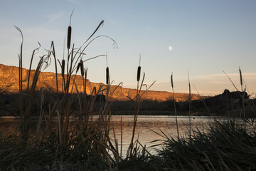 Wetland pond, rising moon