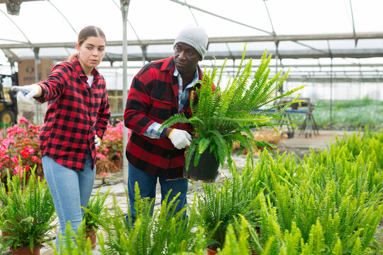 Couple of farm workers, man and woman, choosing green nephrolepis in pot in greenhouse - Powered by Adobe