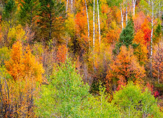 USA, Idaho, Highway 36 west of Liberty and hillsides covered with Canyon Maple and Aspens in autumn