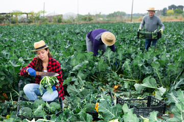 Young woman harvesting broccoli in a farm field