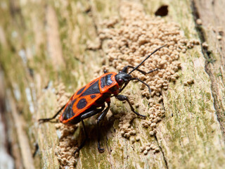 bug on a leaf