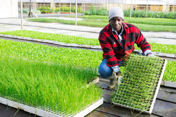 Smiling african man farm worker holding trays cassette for onion seedlings in glasshouse