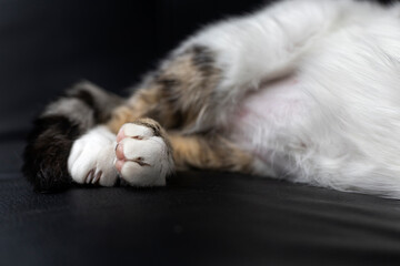 back legs of a young cat
