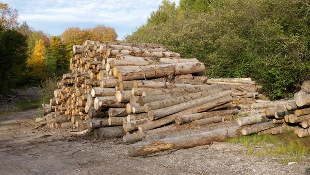 Large pile of felled trees. Lumber industry in Ontario, Canada. Handheld shot with stabilized camera.