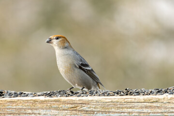 Female Pine Grosbeak Finch