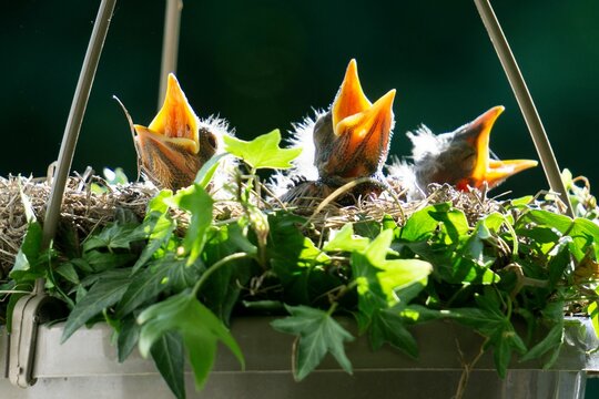 Baby Birds With Their Mouths Open Looking For Their Mom Bird With Food In A Hanging Basket