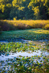 Fototapeta na wymiar Water lily pond, Tippecanoe State Park, Indiana, USA.