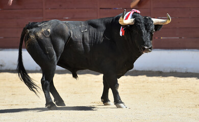un gran toro negro con grandes cuernos en un tradicional espectaculo de toreo en espa&ntilde;a
