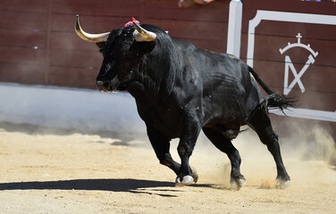 un gran toro negro con grandes cuernos en un tradicional espectaculo de toreo en españa