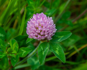 Red clover during the spring time