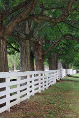 Gate and white wooden fence and overhanging trees, Shaker Village of Pleasant Hill, Harrodsburg,...