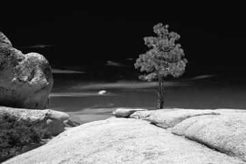 Young sequoia tree at Taft Point in Yosemite National Park in the Sierra Nevada mountains of central California United States - black and white