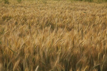 Golden wheat field in the village. Ears of wheat near. The most beautiful ears © magda91fotolia