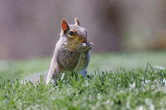 Eastern Gray Squirrel, Kentucky