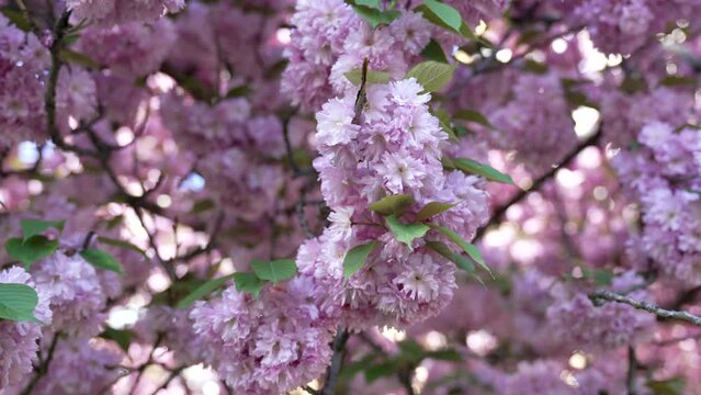 nature background of beautiful pink japanese cherry flower blossom of sakura, foliage