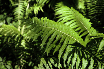 Beautiful fern with lush green leaves growing outdoors, closeup