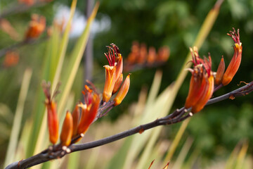 New Zealand Flax Flowers