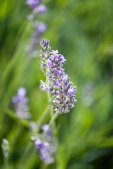 Lavender flowers closeup