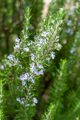 Purple rosemary herb in nature